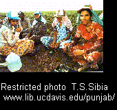 1989. Sikh field workers, Huron, CA