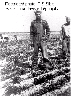 Turbaned farmer